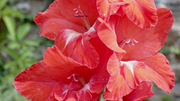 Gladiole Gros Plan Épée Lys Fleur Gladiole Rouge — Video