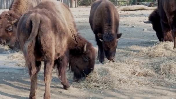 Bisons Äter Torrt Gräs — Stockvideo