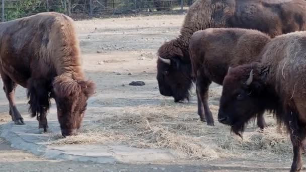 Bisons Äter Torrt Gräs — Stockvideo