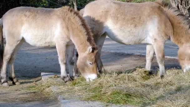 Przewalski的马在吃他的干草 — 图库视频影像