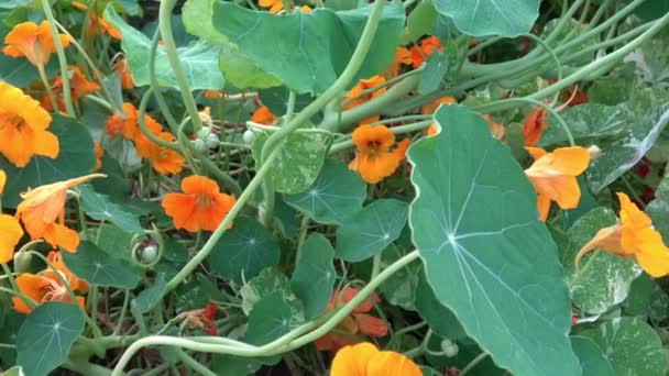 Flores Nastúrcio Laranja Amarelo Tropaeolum Majus Jardim — Vídeo de Stock