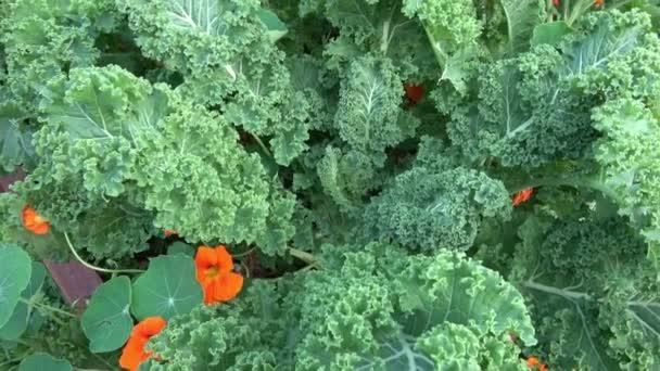 Closeup Kale Plant Brassica Oleracea Var Sabellica Nero Toscana Growing — Stock Video