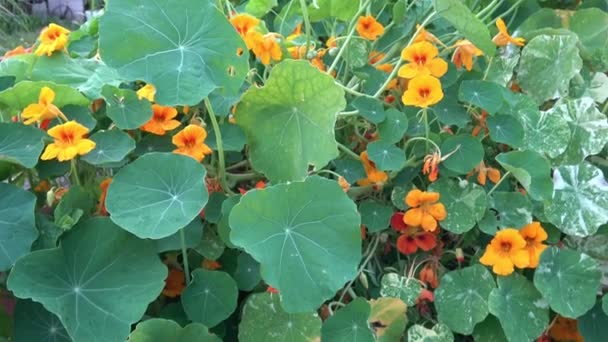 Fleurs Nasturtium Orange Jaune Tropaeolum Majus Dans Jardin — Video