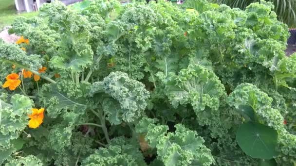 Closeup Kale Plant Brassica Oleracea Var Sabellica Nero Toscana Growing — Stock Video