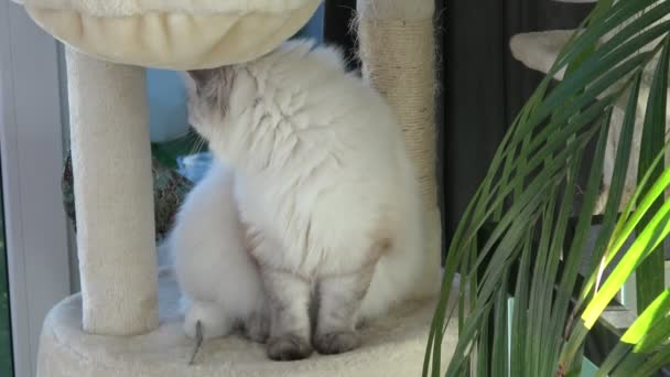 고양이 아름다운 고양이 귀여운 고양이와 Felis Catus — 비디오