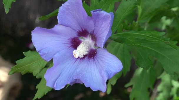 Närbild Vacker Violett Och Lila Hibiskusblomma Full Blom Hibiscus Syriacus — Stockvideo