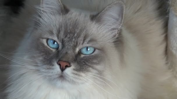 Nahaufnahme Einer Hauskatze Mit Schönen Blauen Augen Felis Catus — Stockvideo