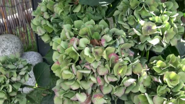 Muchas Flores Hortensias Verdes Creciendo Jardín — Vídeos de Stock