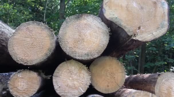 Cutting of the trees, bark beetle calamity, conifer tree logs on pile in woodland, ready for transportation — Stock Footage Cutting Trees Bark Beetle Calamity Conifer Tree Logs Pile Woodland Stock Footage