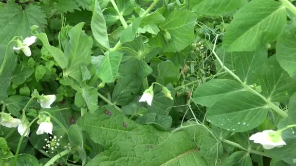 Bloemen Van Erwten Pisum Sativum Vroege Zomer Biologische Boerderij — Stockvideo