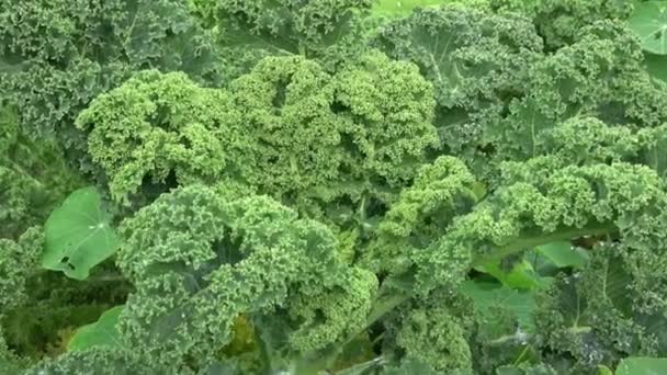 Κοντινό Πλάνο Του Φυτού Kale Brassica Oleracea Var Sabellica Nero — Αρχείο Βίντεο