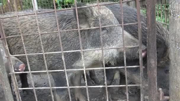 감옥에 돼지들 철조망 — 비디오