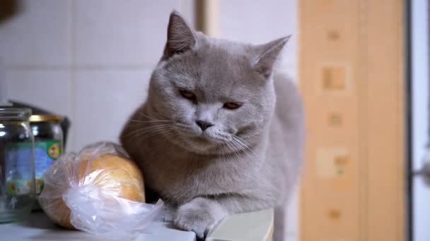 Schattig huis Schots kat zit op koelkast. Slaperige kat observeert beweging van de persoon — Stockvideo