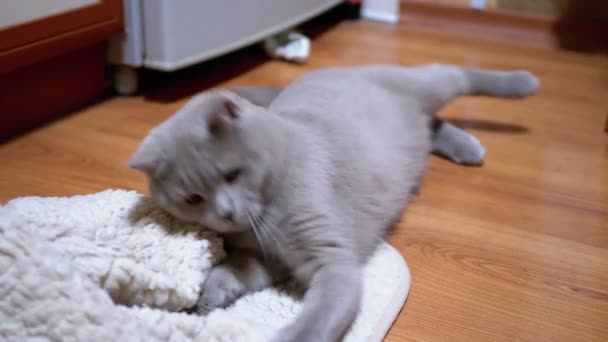 Beau chat domestique écossais ludique joue joyeusement avec un pinceau sur le tapis — Video