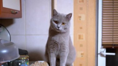 Etkin Evcil İskoç Kedisi Belli ki Nesnenin Hareketini İzliyor.