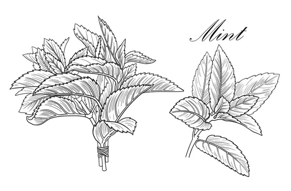 Siyah ve beyaz vektör nane çizim arka plan olmadan