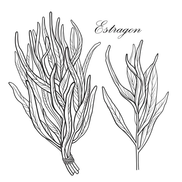 Siyah ve beyaz vektör estragon çizim arka plan olmadan