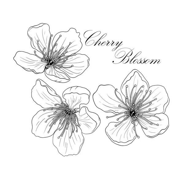Güzel bir kiraz çiçek resmi siyah beyaz çizgi