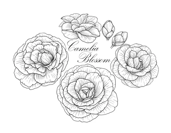 Zeile Schwarz Weiße Illustration Einer Schönen Camelia Blume — Stockvektor