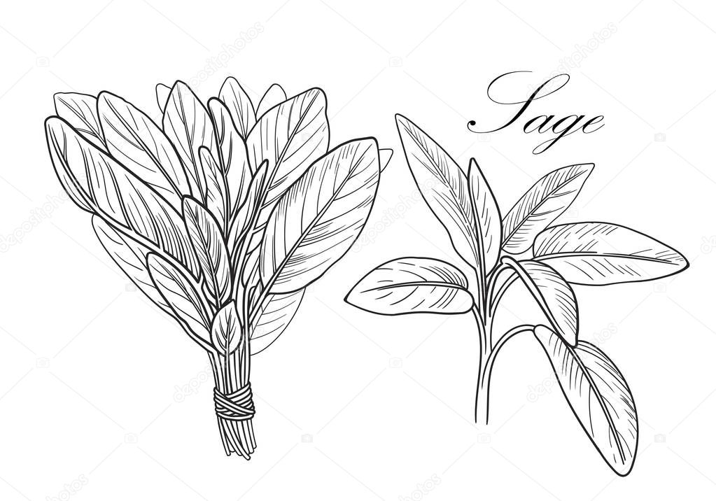 Black and white vector sage illustration without background