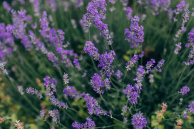 Mor lavanta çalılar, yakın çekim