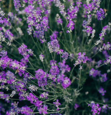 Mor lavanta çalılar, yakın çekim
