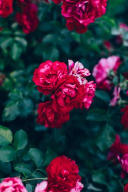 büyük kırmızı tomurcukları ile yeşil gül çalılar