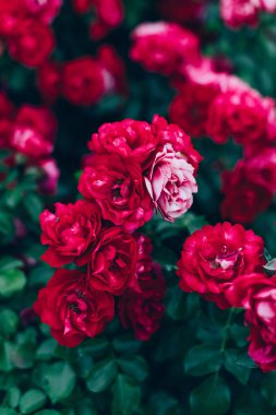 büyük kırmızı tomurcukları ile yeşil gül çalılar