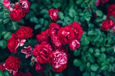 büyük kırmızı tomurcukları ile yeşil gül çalılar