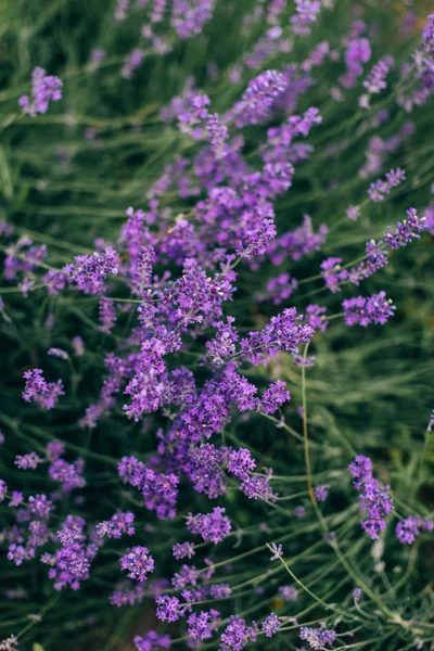 Arbustos Lavanda Púrpura Primer Plano — Foto de Stock