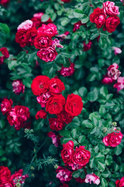 Zielony Krzewów Róży Duże Pąki Czerwony — Zdjęcie stockowe