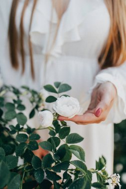 kadın ve güzel beyaz gül kısmi görünümü