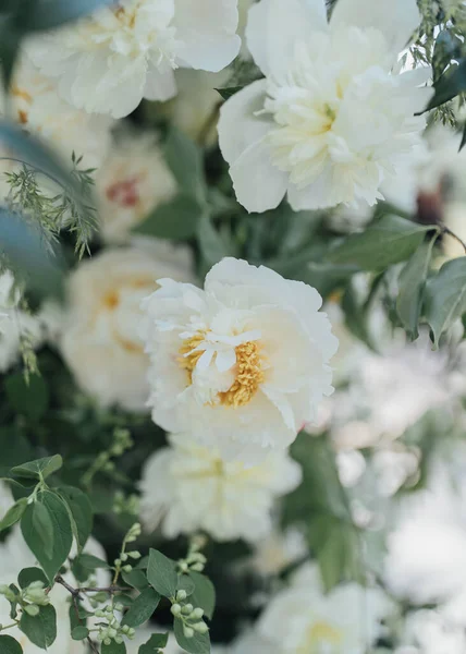 Zbliżenie Romantyczne Kwiaty Kwiat — Zdjęcie stockowe