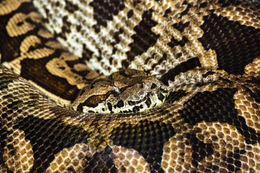 Pyton.The dünyanın en uzun yılan. Sessizce uyuyor, kıvrılmış bir halka içine