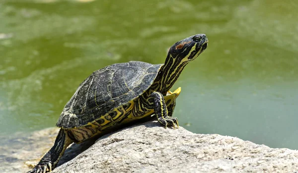 Schildkröten Schildkröten Auf Dem Stein — Stockfoto