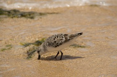 North shore Oahu adasında Hawaii plajda bir kum kuşu besleme