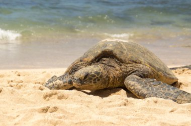 Hawaiian konservesi deniz kaplumbağası Oahu kuzey kıyısında