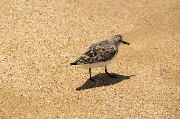 A sandpiper is feeding on a beach on the north shore of Oahu Hawaii