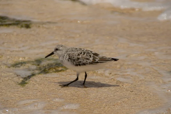 Sandpiper Годування Пляжі Півночі Березі Острова Оаху Гавайських Островів — стокове фото