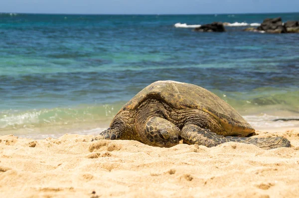 Een Hawaiiaanse Groene Zeeschildpad Noord Kust Van Oahu — Stockfoto