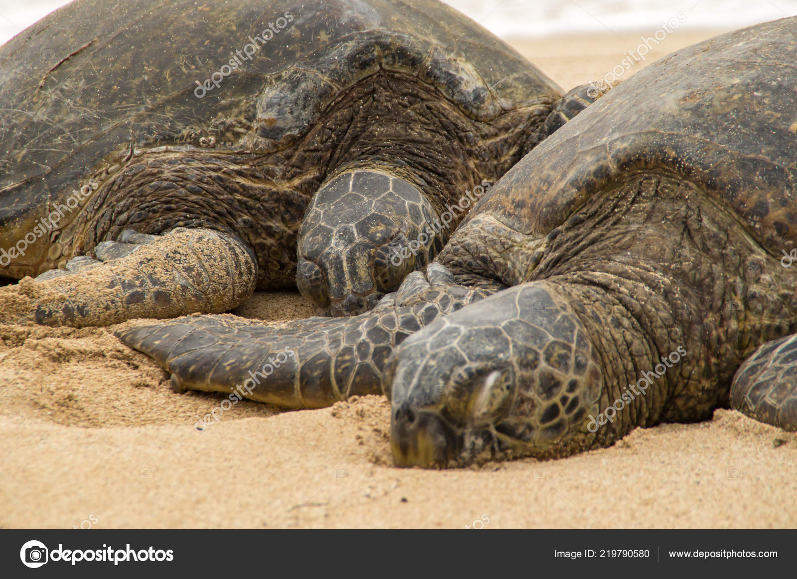 Small Baby Sea Turtle Crawls Along Stock Photo 2671782685 | Shutterstock, image size:1600x1163