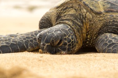Hawaiian konservesi deniz kaplumbağası Oahu kuzey kıyısında