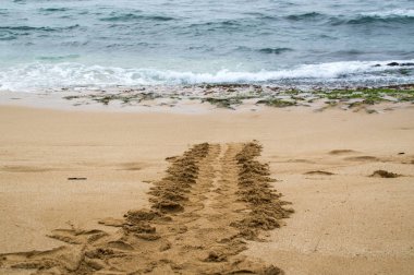 Hawaiian konservesi deniz kaplumbağası Oahu kuzey kıyısında kavramını