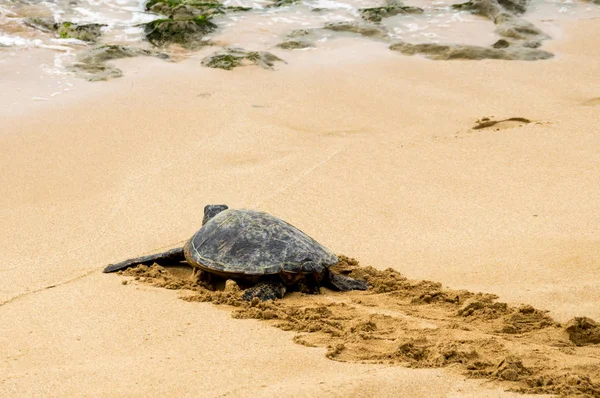 Okyanusa doğru Oahu kuzey kıyısında yürüyen bir hawaiian konservesi deniz kaplumbağası