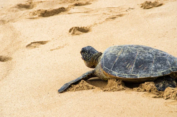 Uma Tartaruga Marinha Grean Havaiana Costa Norte Oahu — Fotografia de Stock