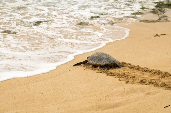 Okyanusa doğru Oahu kuzey kıyısında yürüyen bir hawaiian konservesi deniz kaplumbağası