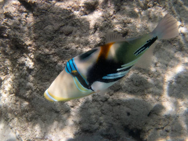 Hawaii Resif Triggerfish Devlet Balık Telifsiz Stok Imajlar