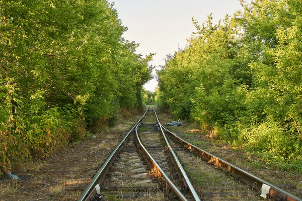 Rail track in a forest.