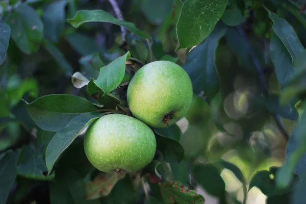 Dos Manzanas Verdes Una Rama Árbol Con Hojas Verdes — Foto de Stock