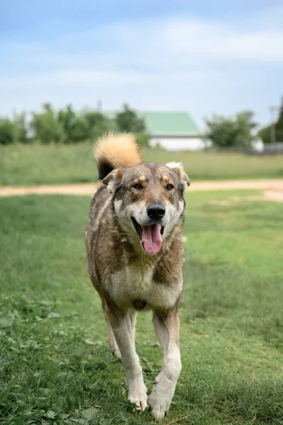 Retrato de um cão alegre no campo . — Fotografia de Stock